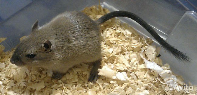 Монгольские песчанки из питомника