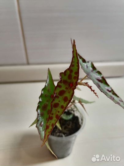 Бегония, хойя