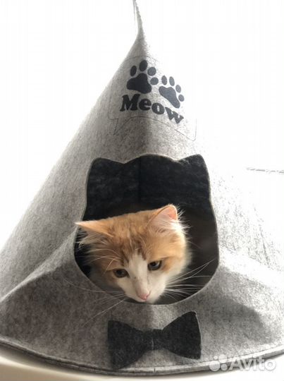 Передержка животных