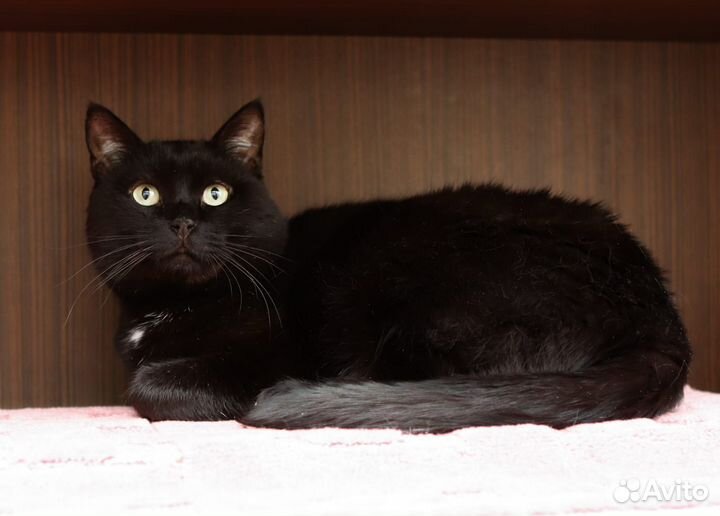 Черный кот