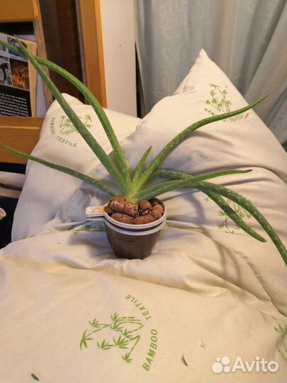 Алоэ вера листья и растения