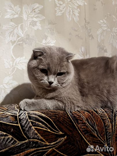 Шотландская вислоухая кошка