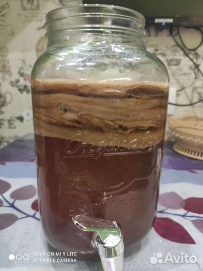 Чайный гриб