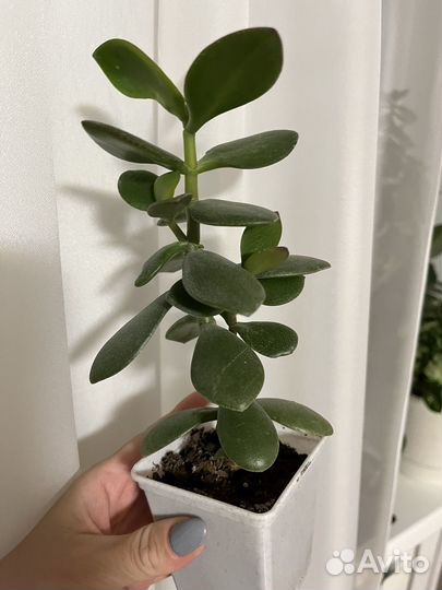 Комнатный цветок крассула (денежное дерево)