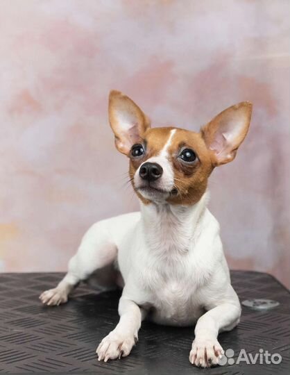 Щенки Американского той - фокс терьера Эксклюзив