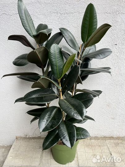 Фикус эластика Абиджан