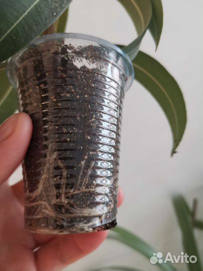 Комнатные растения олеандр