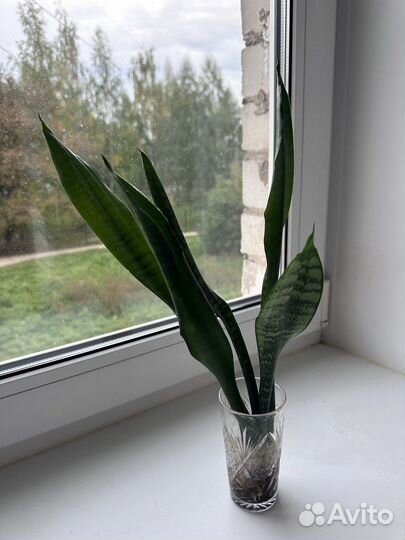 Сансевиерия, тещин язык