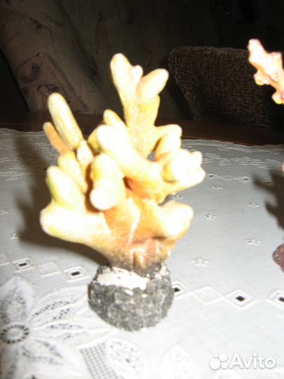 Кораллы для аквариума