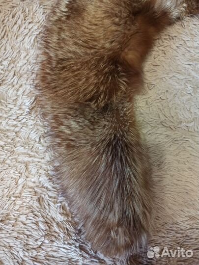 Воротник лиса