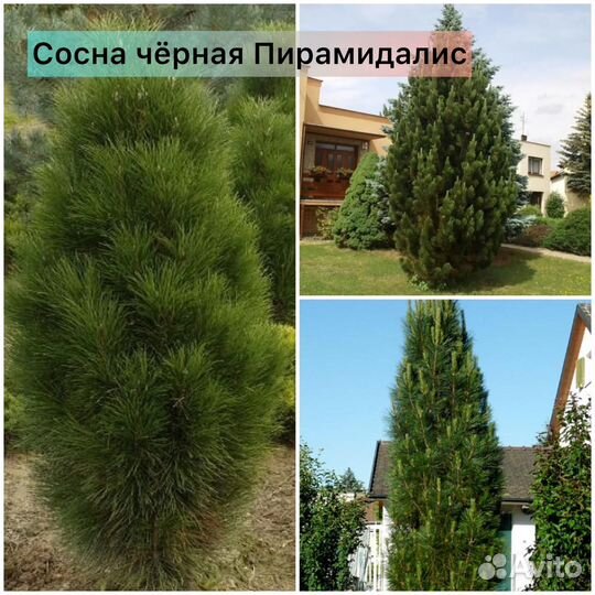 Сосна Пумилио, Муго, Мугос, Унцината, Кедр