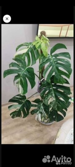 Монстера альба луна