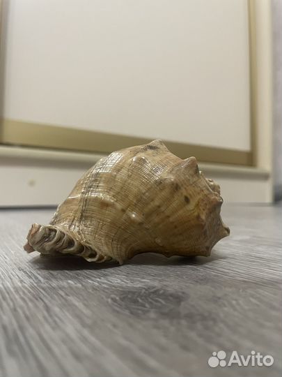 Ракушка сувенир (13 лет хранилось)