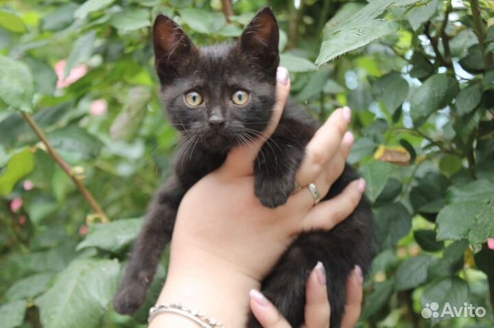 Котодетки в любящие ручки