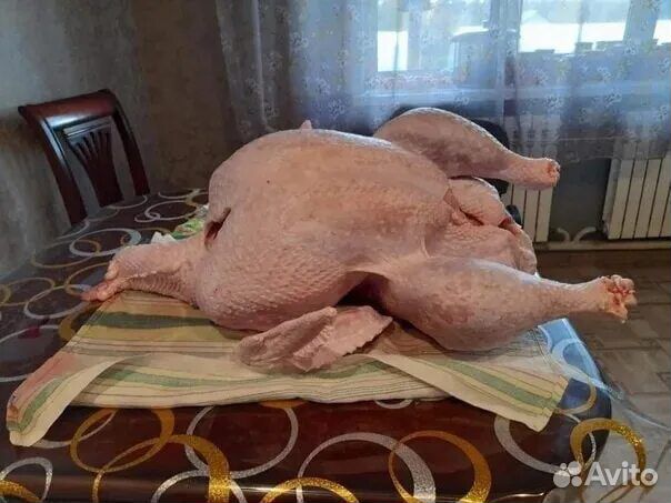 Мясо домашней индейки