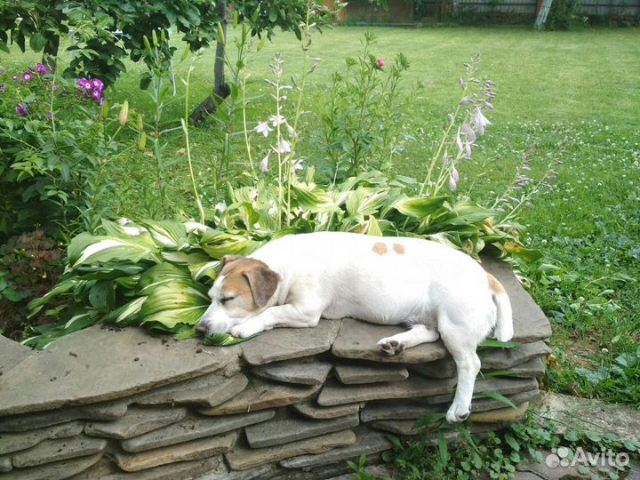 Передержка животных, зоогостиница