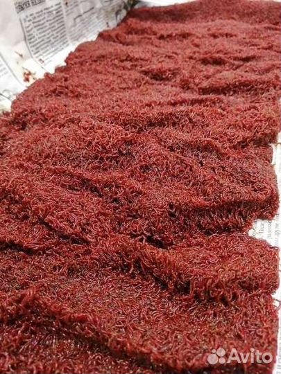 Мотыль кормовой, черви, опарыш