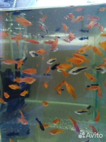 Аквариумные рыбки