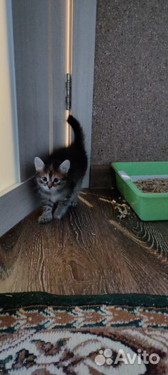 Котята отдам в добрые руки бесплатно