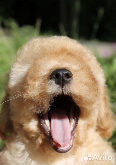 Мальтипу f1 мини