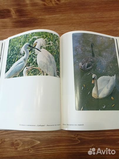 На лоне природы, Борис Георгиев, 1984