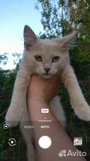 Кошка в дар бесплатно