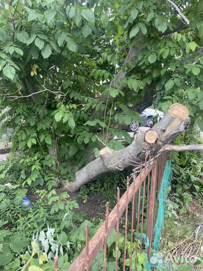 Ствол грецкого ореха