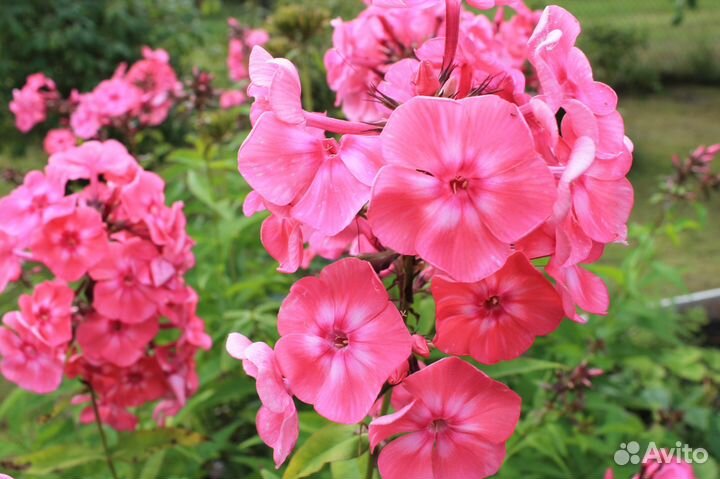 Многолетки, неприхотливые цветы, флоксы