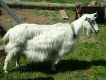 Ищу козла на вязку для белолохматокомовой козы
