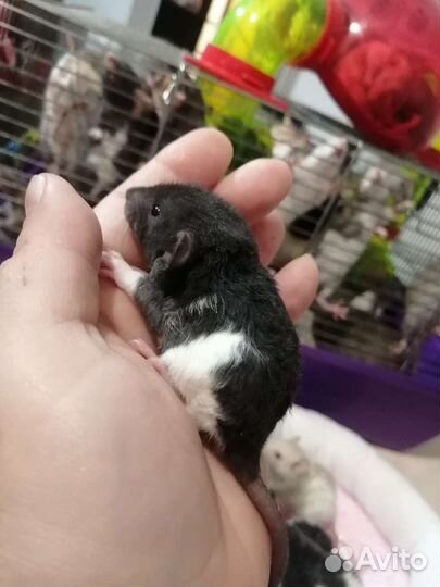 Крыса крысята дамбо рекс