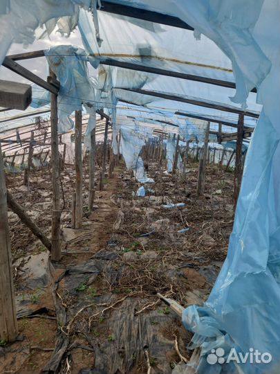 Теплицы бесплатно