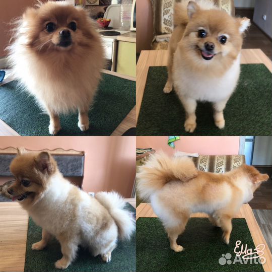 Стрижка кошек и собак. Ветврач. Читайте ниже