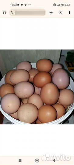 Домашние куриные яйца