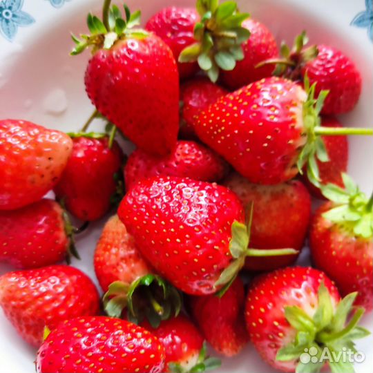 Рассада клубники азия, клери