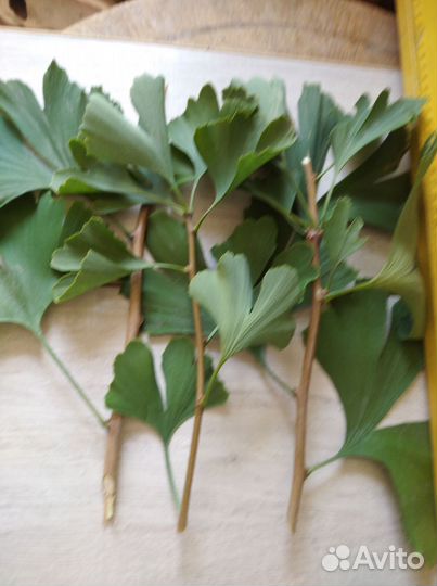 Гинкго билоба черенки для укоренения