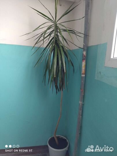 Пальма драцена