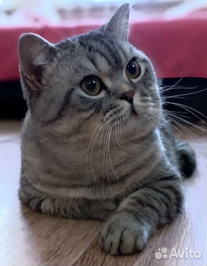 Шотландский кот вязка