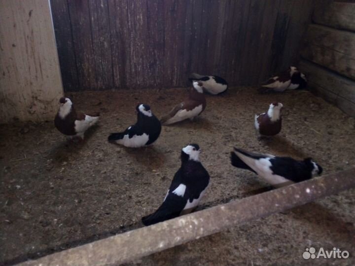 Голуби, продам венгерских киштинцев,выбор большой