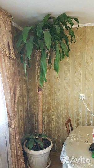 Пальма Юкка