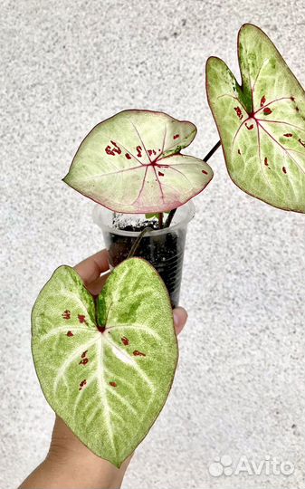 Каладиумы,несколько слртов