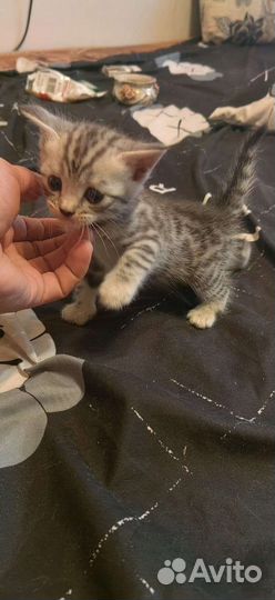 Бенгальская кошка