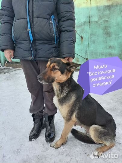 Собаки, здоровые, щенки от большой пары