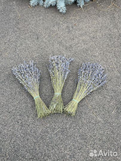 Травы для бани