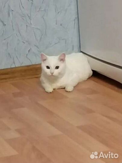 Кошки в добрые руки