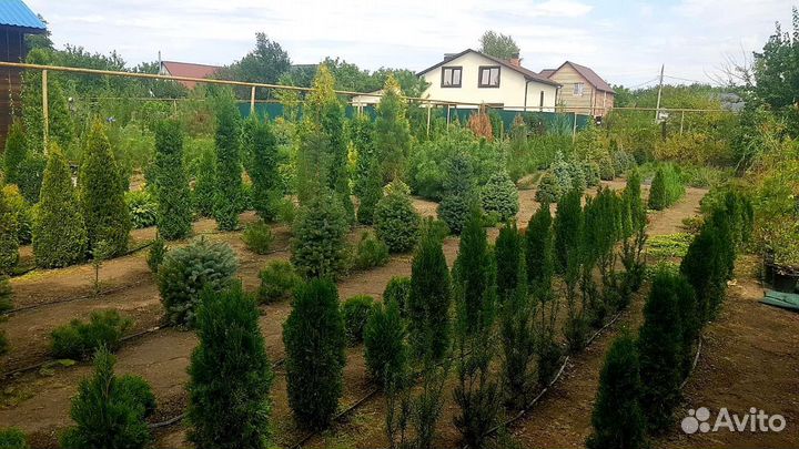 Ель канадская коника