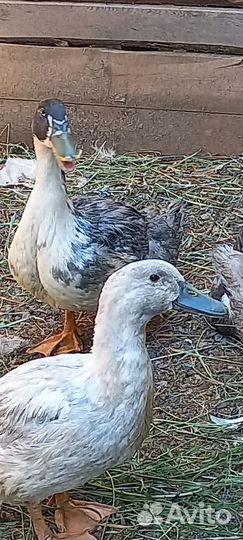 Индийский бегунок