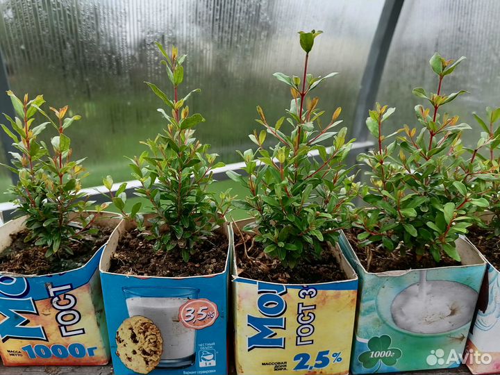 Гранат домашний