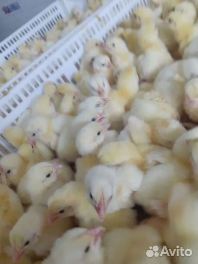 Цыплята бройлеры