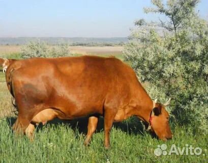 Продаются коровы