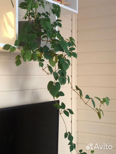 Комнатный цветок Березка (Циссус ромболистный)